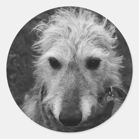 Lurcher Ronde Sticker (Voorkant)