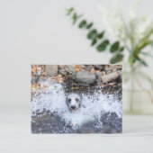 Lurcher Swimming Briefkaart (Staand voorkant)