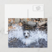 Lurcher Swimming Briefkaart (Voorkant / Achterkant)