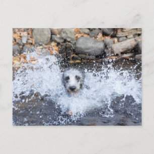 Lurcher Swimming Briefkaart
