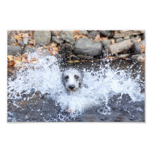 Lurcher Swimming Photo Print Foto Afdruk (Voorkant)