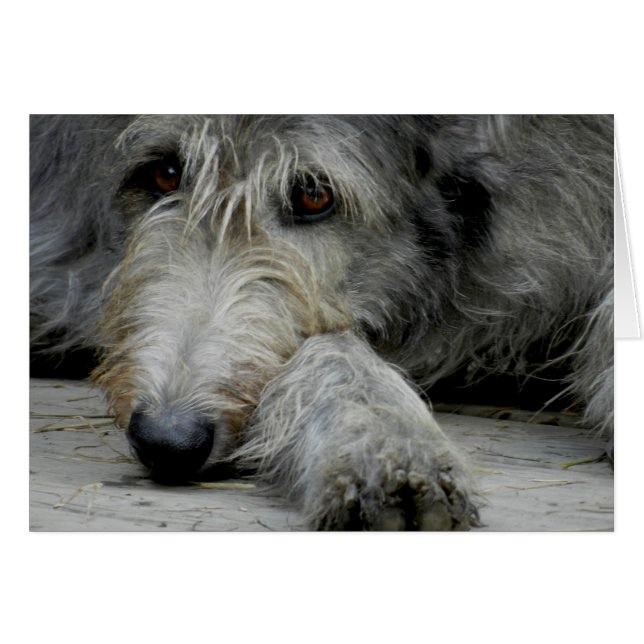 Lurcher Up Close - Card (Voorkant Horizontaal)