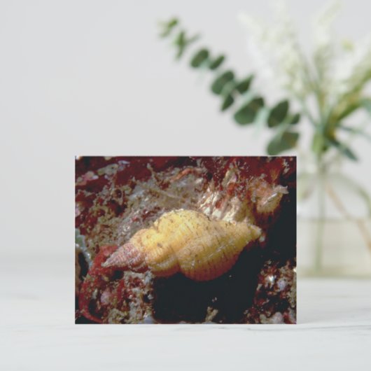 Lurid dwarf triton (Ocenebra lurida) Shell Briefkaart (Staand voorkant)