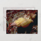 Lurid dwarf triton (Ocenebra lurida) Shell Briefkaart (Voorkant / Achterkant)
