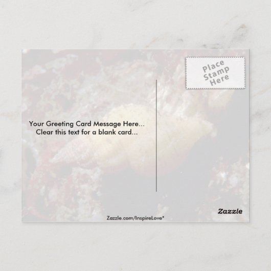 Lurid dwarf triton (Ocenebra lurida) Shell Briefkaart (Achterkant)