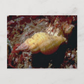 Lurid dwarf triton (Ocenebra lurida) Shell Briefkaart (Voorkant)