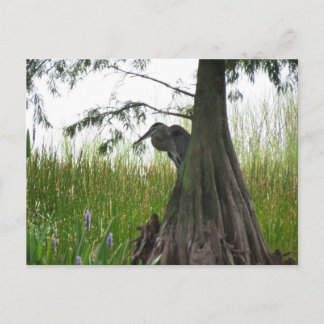 Lurking achter Trees in Central Florida Briefkaart