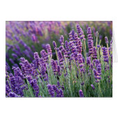 Luscious Lavender (Voorkant Horizontaal)