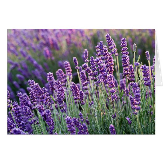 Luscious Lavender (Voorkant Horizontaal)