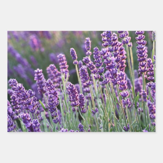 Luscious Lavender Inpakpapier Vel (Voorkant 3)