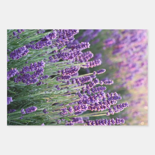 Luscious Lavender Inpakpapier Vel (Voorkant 2)