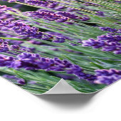 Luscious Lavender Poster (Hoek)