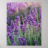 Luscious Lavender Poster (Voorkant)