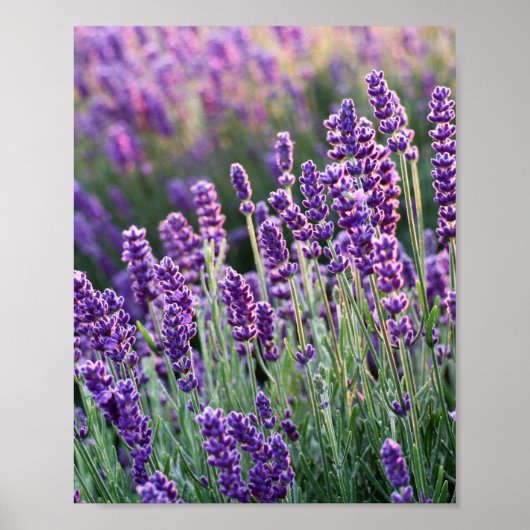 Luscious Lavender Poster (Voorkant)