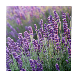Luscious Lavender Tegeltje