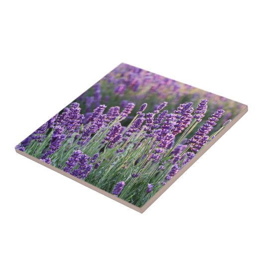 Luscious Lavender Tegeltje (Zijkant)