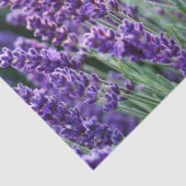 Luscious Lavender Tissuepapier (Detail)