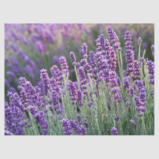 Luscious Lavender Tissuepapier (Voorkant)