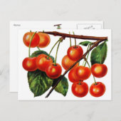 Luscious Sweet Cherries Briefkaart (Voorkant / Achterkant)