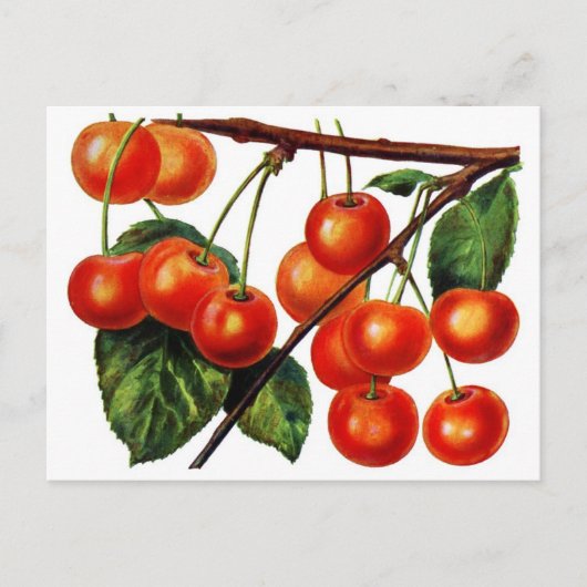 Luscious Sweet Cherries Briefkaart (Voorkant)