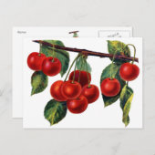 Luscious Sweet Cherries Briefkaart (Voorkant / Achterkant)