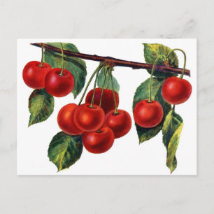 Luscious Sweet Cherries Briefkaart