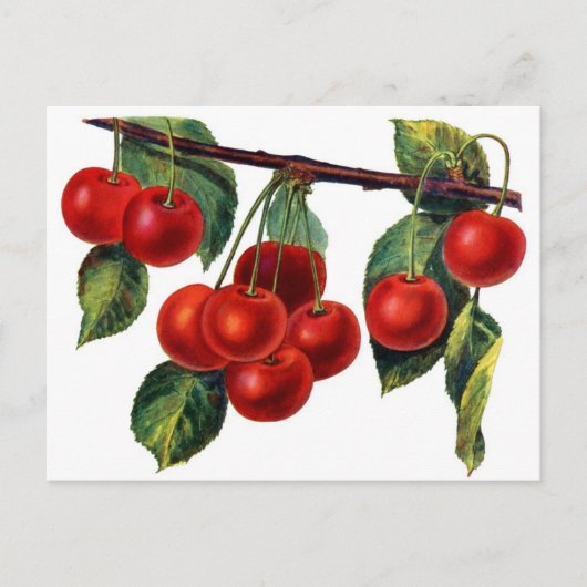 Luscious Sweet Cherries Briefkaart (Voorkant)