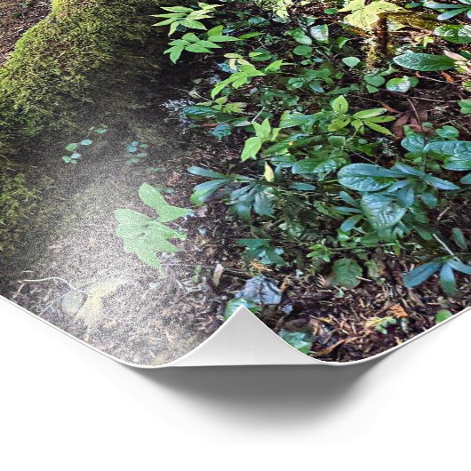 Lush Evergreen Forest Natuur Foto Afdruk (Hoek)