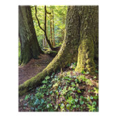Lush Evergreen Forest Natuur Foto Afdruk (Voorkant)