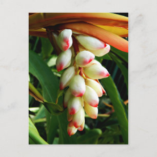 Lush exotische tropische bloem briefkaart