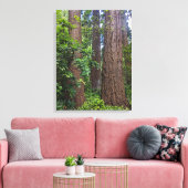 Lush Forest Douglas Fir Trees Fotografisch Canvas Afdruk (Insitu (Woonkamer))