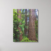 Lush Forest Douglas Fir Trees Fotografisch Canvas Afdruk (Voorkant)