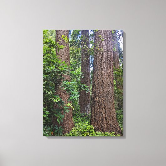 Lush Forest Douglas Fir Trees Fotografisch Canvas Afdruk (Voorkant)