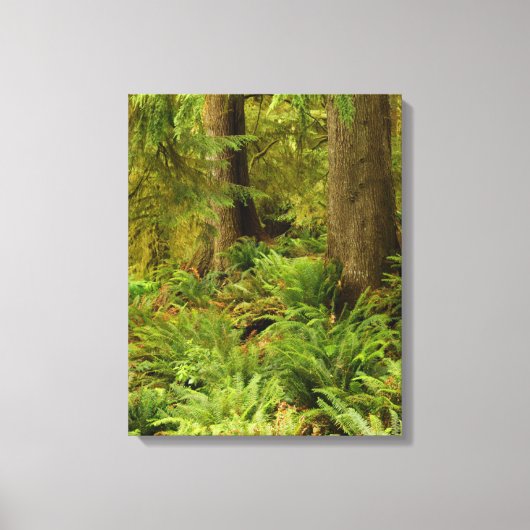 Lush Forest & Ferns | Ecola State Park, Oregon Canvas Afdruk (Voorkant)