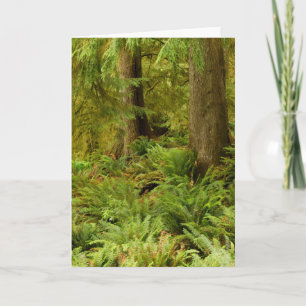 Lush Forest & Ferns Ecola State Park, Oregon Kaart