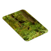 Lush Forest & Ferns | Ecola State Park, Oregon Magneet (Rechterzijde)