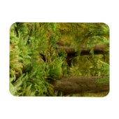 Lush Forest & Ferns | Ecola State Park, Oregon Magneet (Horizontaal)