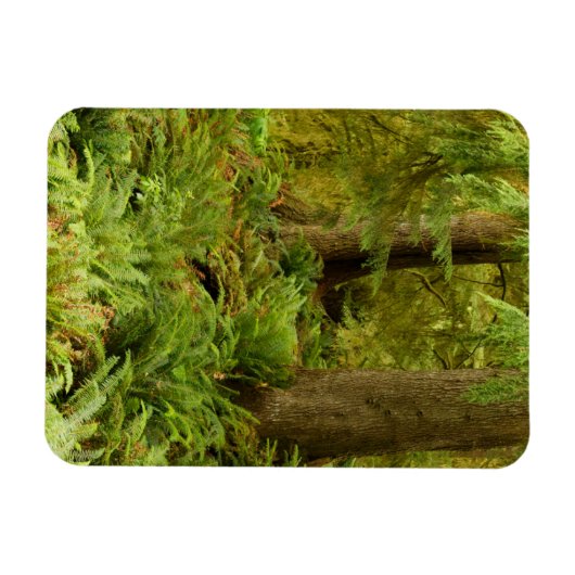 Lush Forest & Ferns | Ecola State Park, Oregon Magneet (Horizontaal)