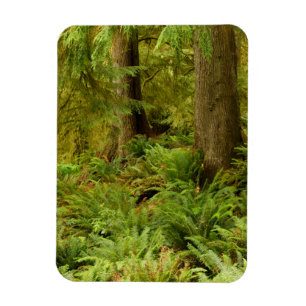 Lush Forest & Ferns Ecola State Park, Oregon Magneet