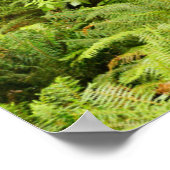 Lush Forest & Ferns | Ecola State Park, Oregon Poster (Hoek)