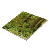 Lush Forest & Ferns | Ecola State Park, Oregon Tegeltje (Zijkant)