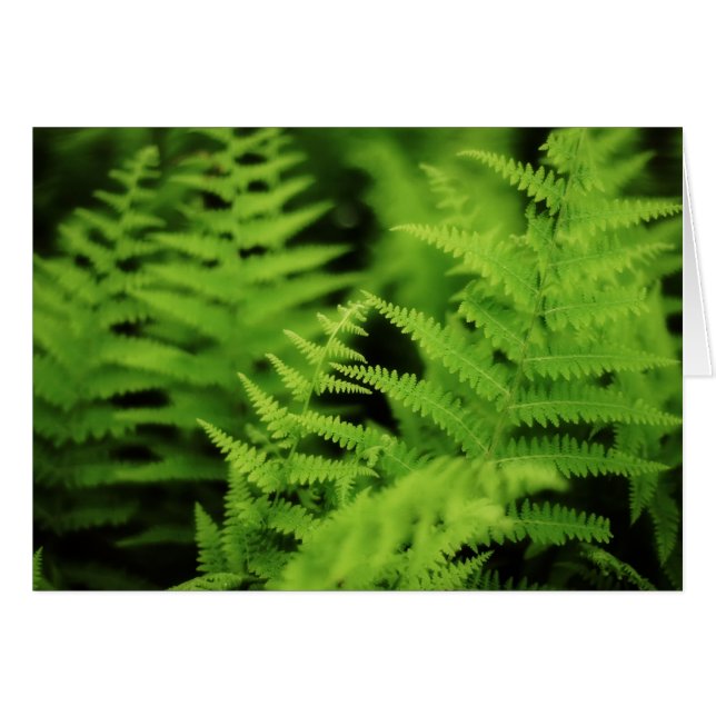 Lush Green Ferns (Voorkant Horizontaal)