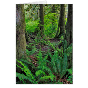 Lush Green Forest Schilderachtig