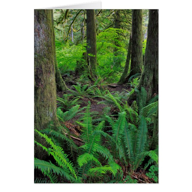 Lush Green Forest Schilderachtig (Voorkant)