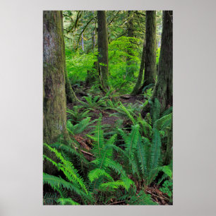 Lush Green Forest Schilderachtig Poster