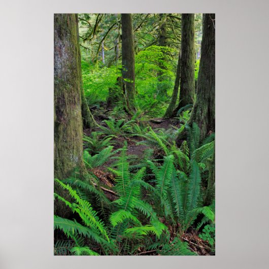 Lush Green Forest Schilderachtig Poster (Voorkant)