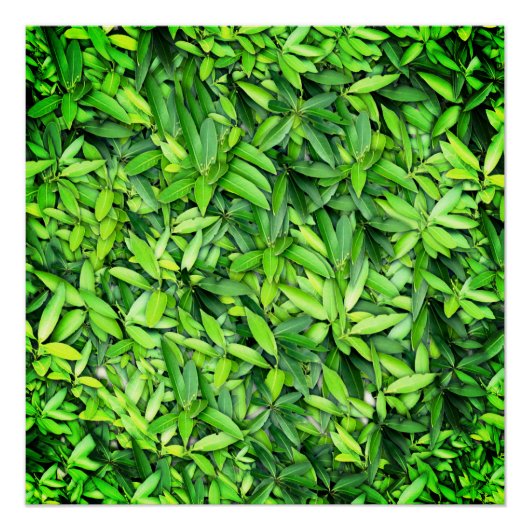 Lush Green Leaves Pattern – Natuur Botanisch Perfect Poster (Voorkant)