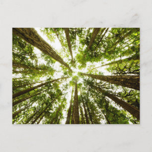 Lush Green Rain Forest Briefkaart