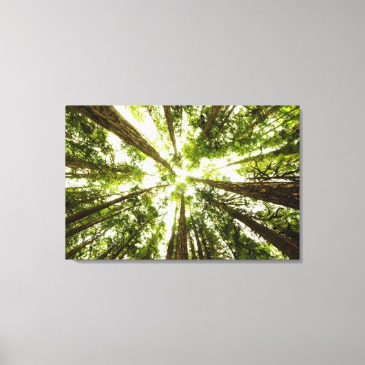 Lush Green Rain Forest Canvas Afdruk (Voorkant)