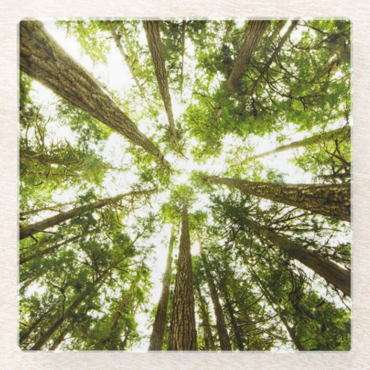 Lush Green Rain Forest Glazen Onderzetter (Voorkant)